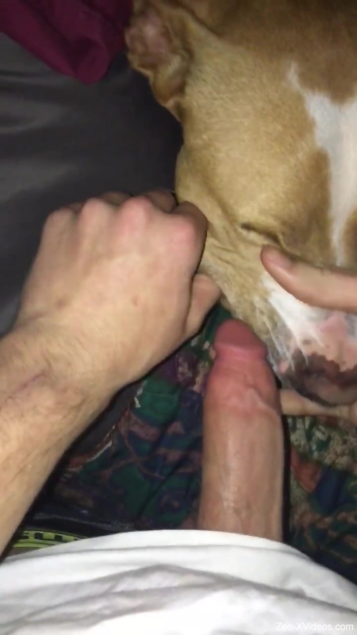 Dog suckingdick