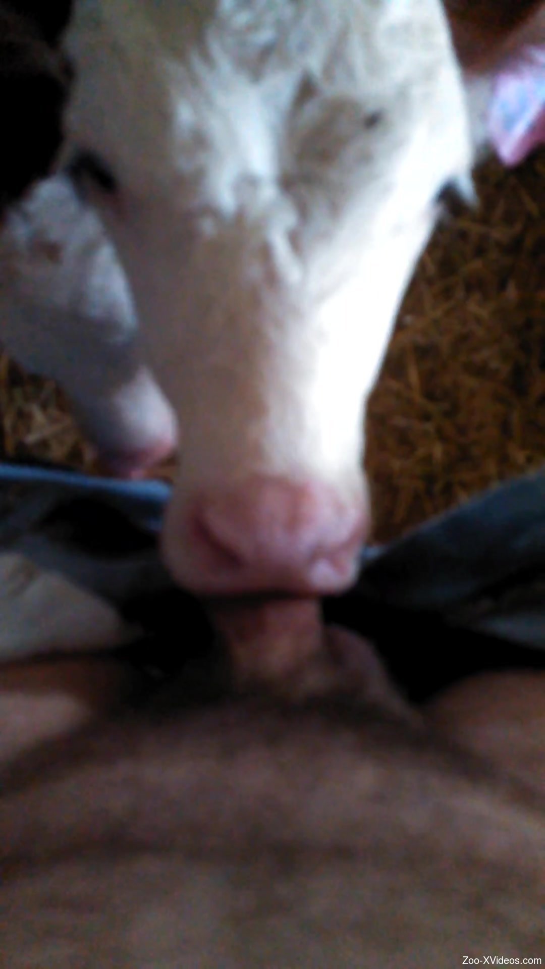 Baby calf sucks mans dick