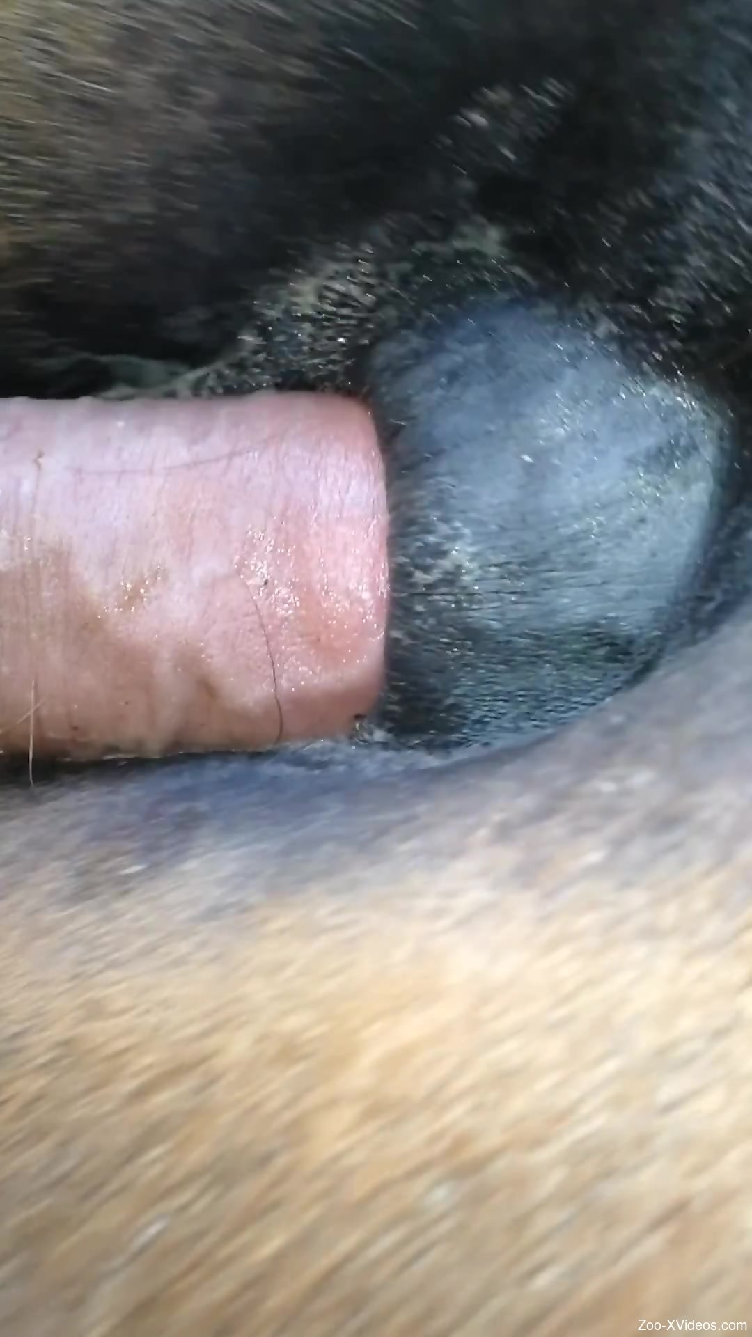 Horny dude fucking a horse's tight little asshole
