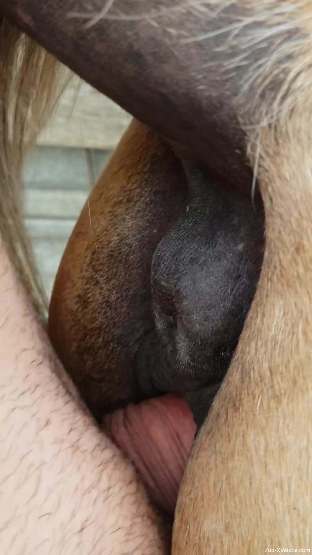 1080px x 1920px - Wet pussy mare getting fucked from behind (close-up porn)