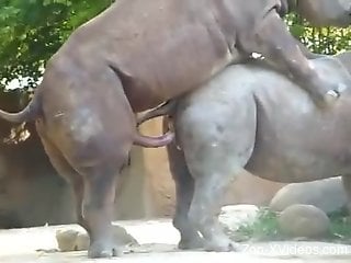 Rhino porn featuring two horny animals fucking each other