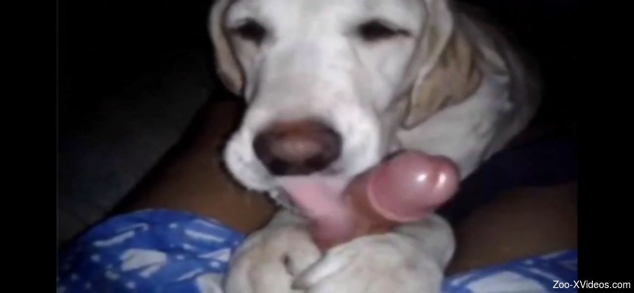 POV blowjob from a dog with extremely playful paws