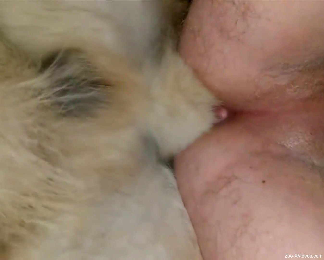 Hot anal fucking with a hairy zoophile and a sexy dog