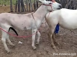 White animals happily fucking in an outdoor zoo scene