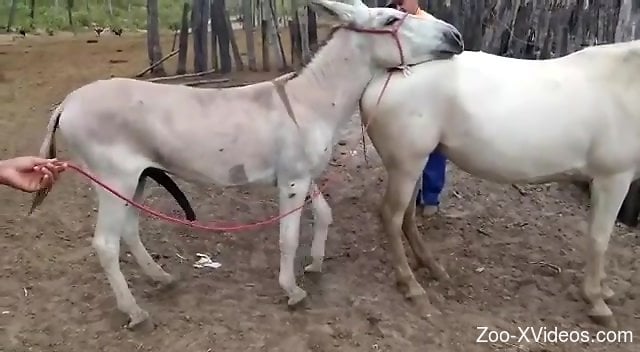 Animals Chudai - White animals happily fucking in an outdoor zoo scene