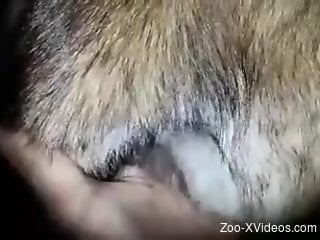 Close-up bestiality fucking with a skillful zoophile