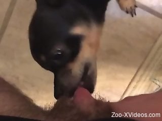 Little dog sniffs and licks master's dick on cam
