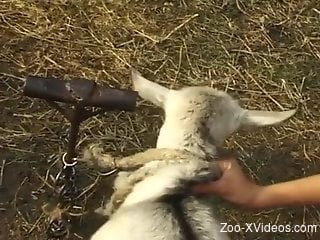Man and wife share a goat in outdoor XXX zoo porn
