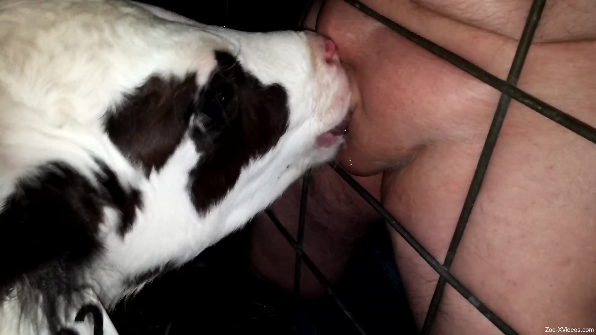 Dog Licking Guys Dick - Baby veal licks man's penis until he cums hard