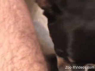 Dude's hairy cock getting licked by a sexy dog