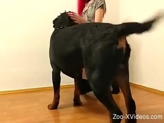 Dog humps master in both holes and pleases her with cum on face