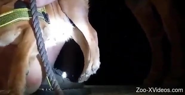 Dog and horse bestiality video with hardcore sex