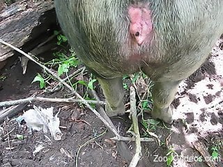 Dude fucking a sexy animal's delicious pussy in POV