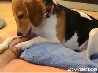 Dude's hard cock is just a chew toy for this dog