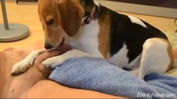 Funny Girl Sex With Animals - Dude's hard cock is just a chew toy for this dog