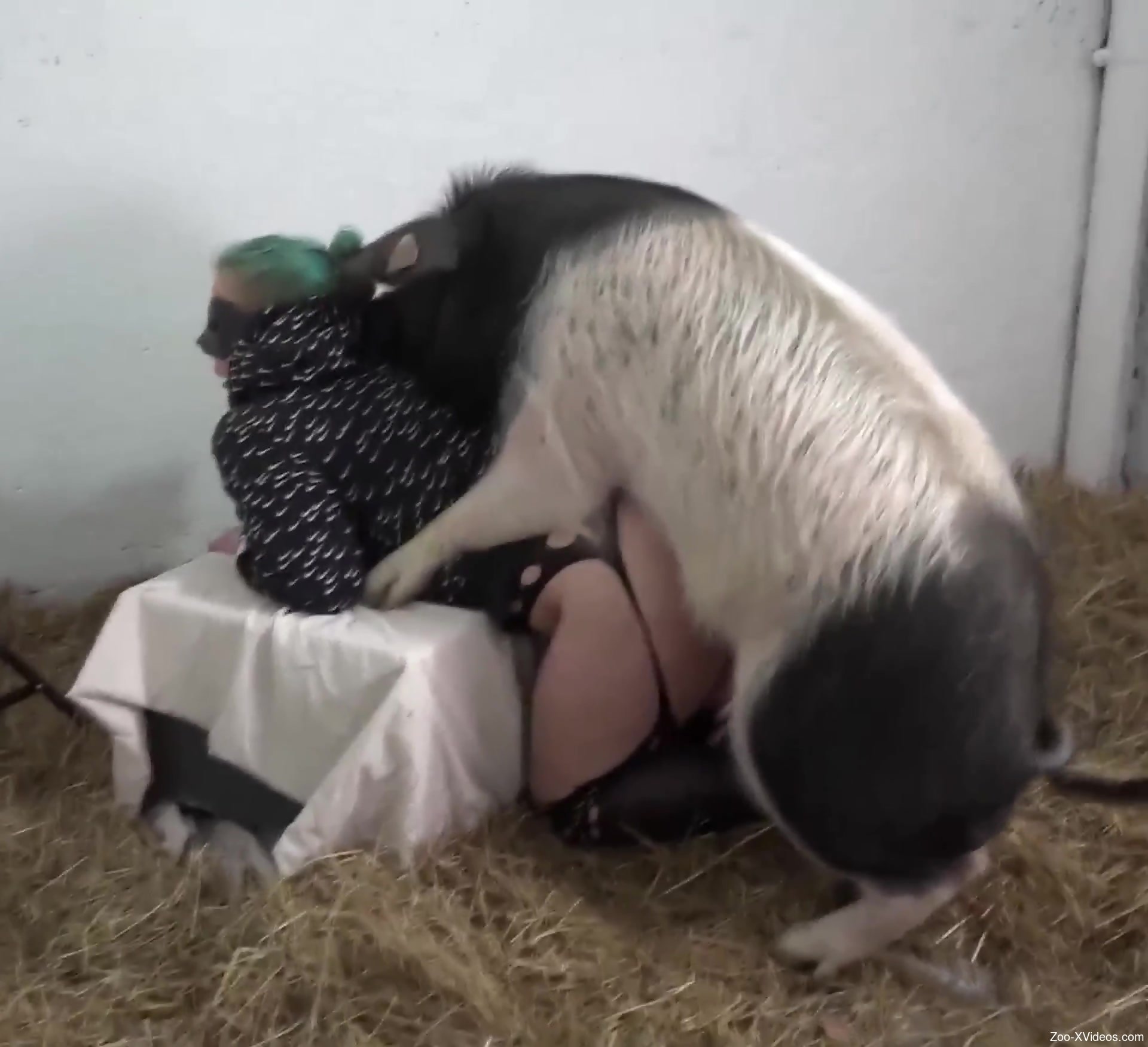 Pig with a thin peen fucking a fat-assed chick