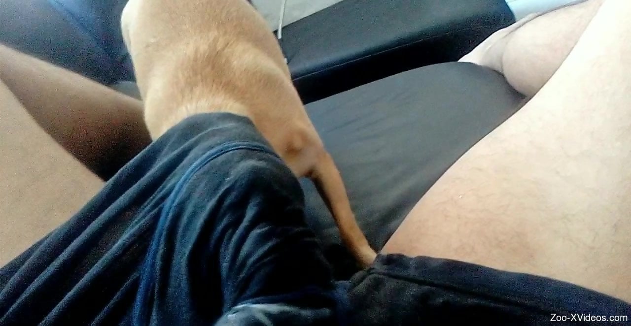 Dog Licking Guys Dick - Guy's stiff penis gets licked thru his undies