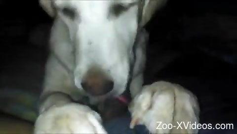 480px x 272px - Dog licks owner's cock when he masturbates on cam