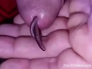 Insolent man inserts worms into his penis
