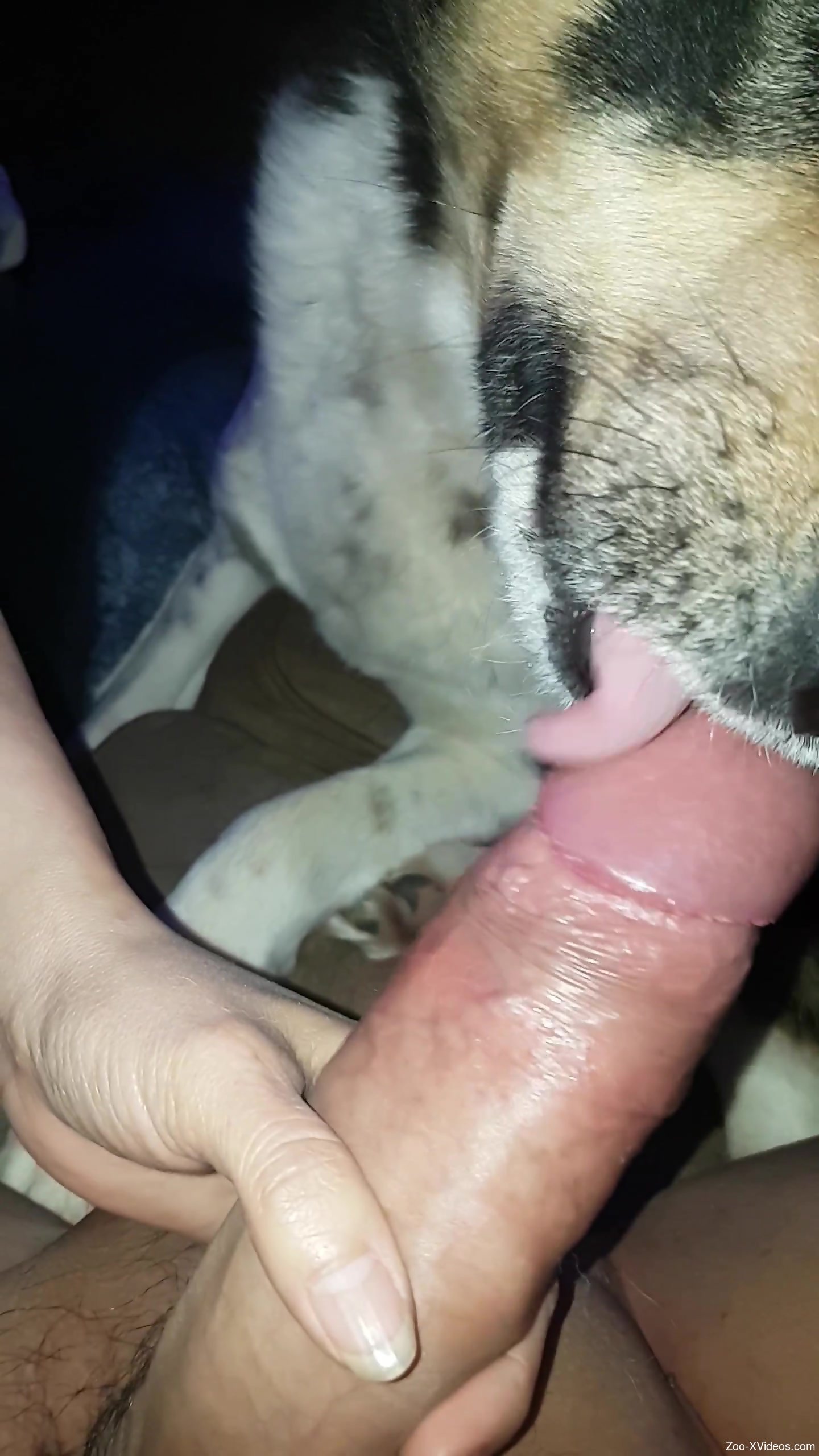Aroused man loves how the dog licks his erect dick
