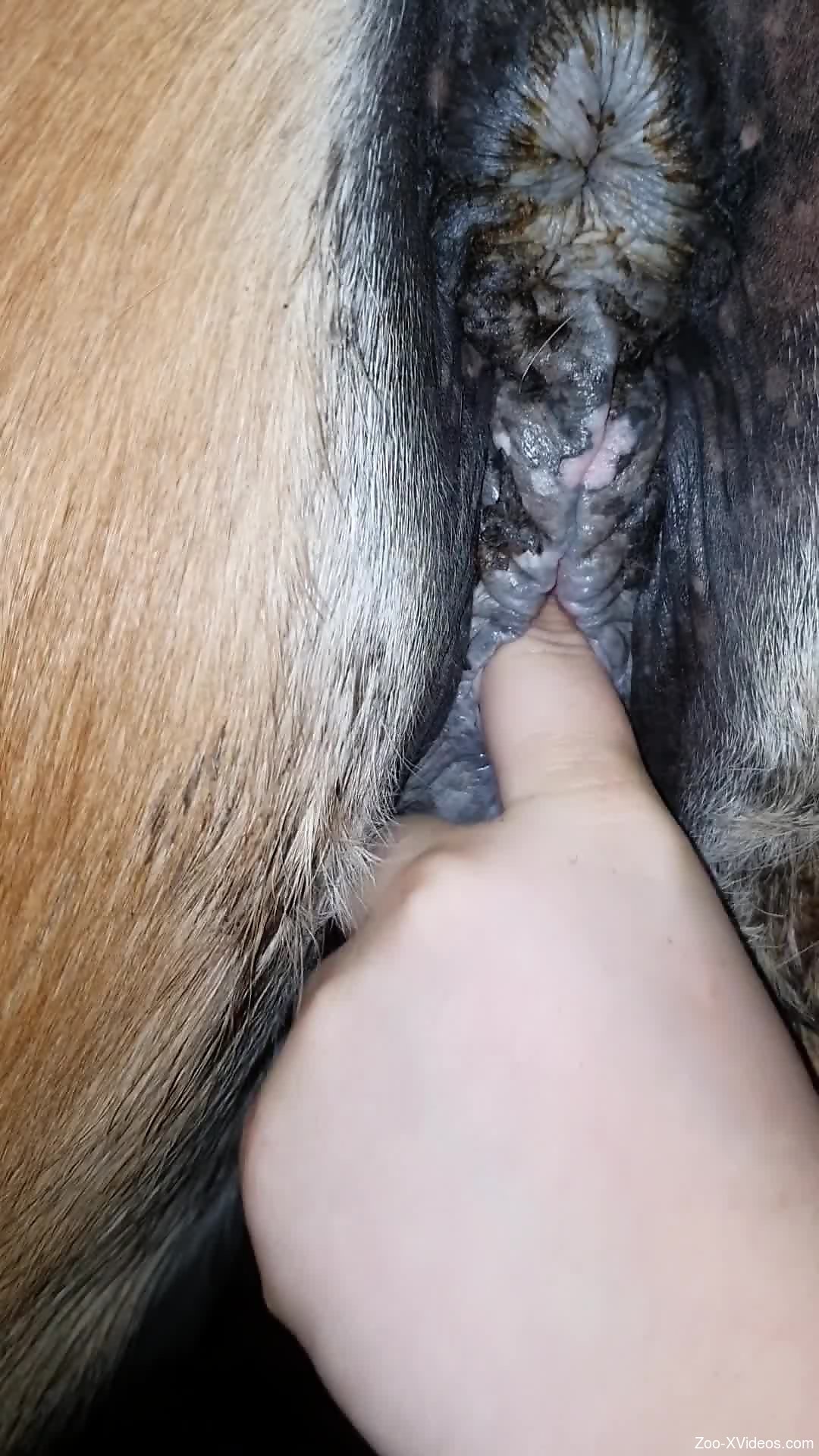 Female Horse Pussy - Aroused female sticks the fingers into the horse's vagina