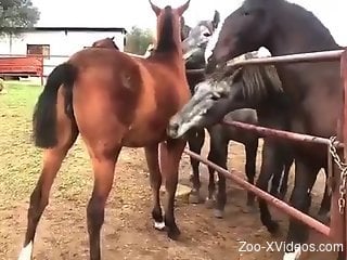 Man drools by the sight of two horses mating