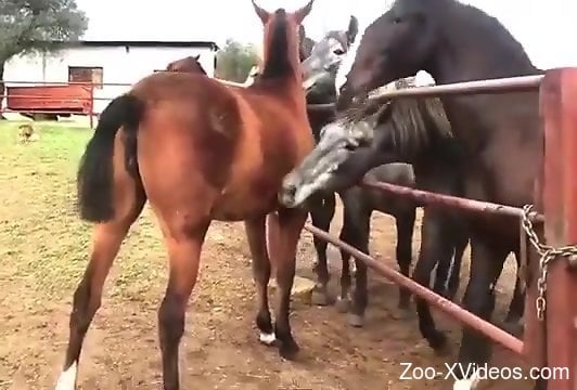 Xxx Mating Animal - Man drools by the sight of two horses mating