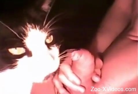 Cat Zoophilia Porn - Kitty with a cute face has to take a huge facial