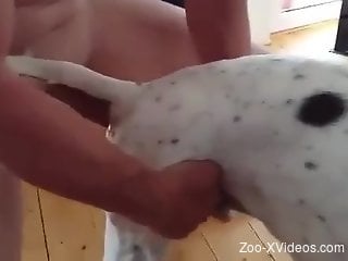 Dude buries his huge boner in a dog's tight hole