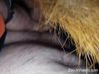 Guy carefully puts his cock inside of a horse's pussy