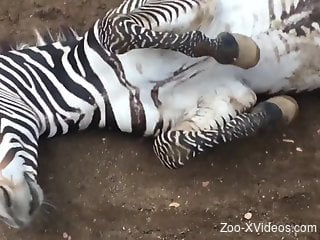Sexy zebra teasing the audience with its super hot cock