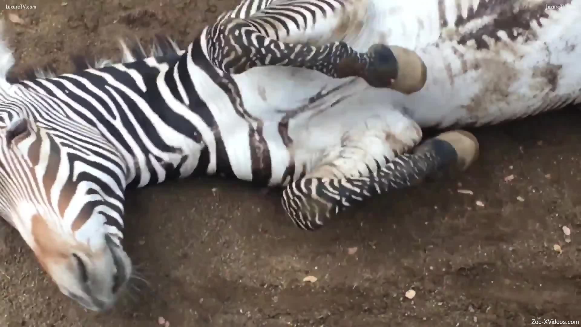 Zibr Sex - Sexy zebra teasing the audience with its super hot cock