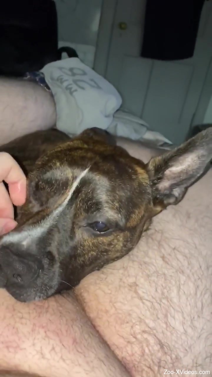 Cumming in dogs mouth