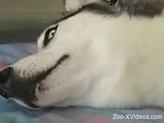 Orgasming dog getting fucked deeper and harder