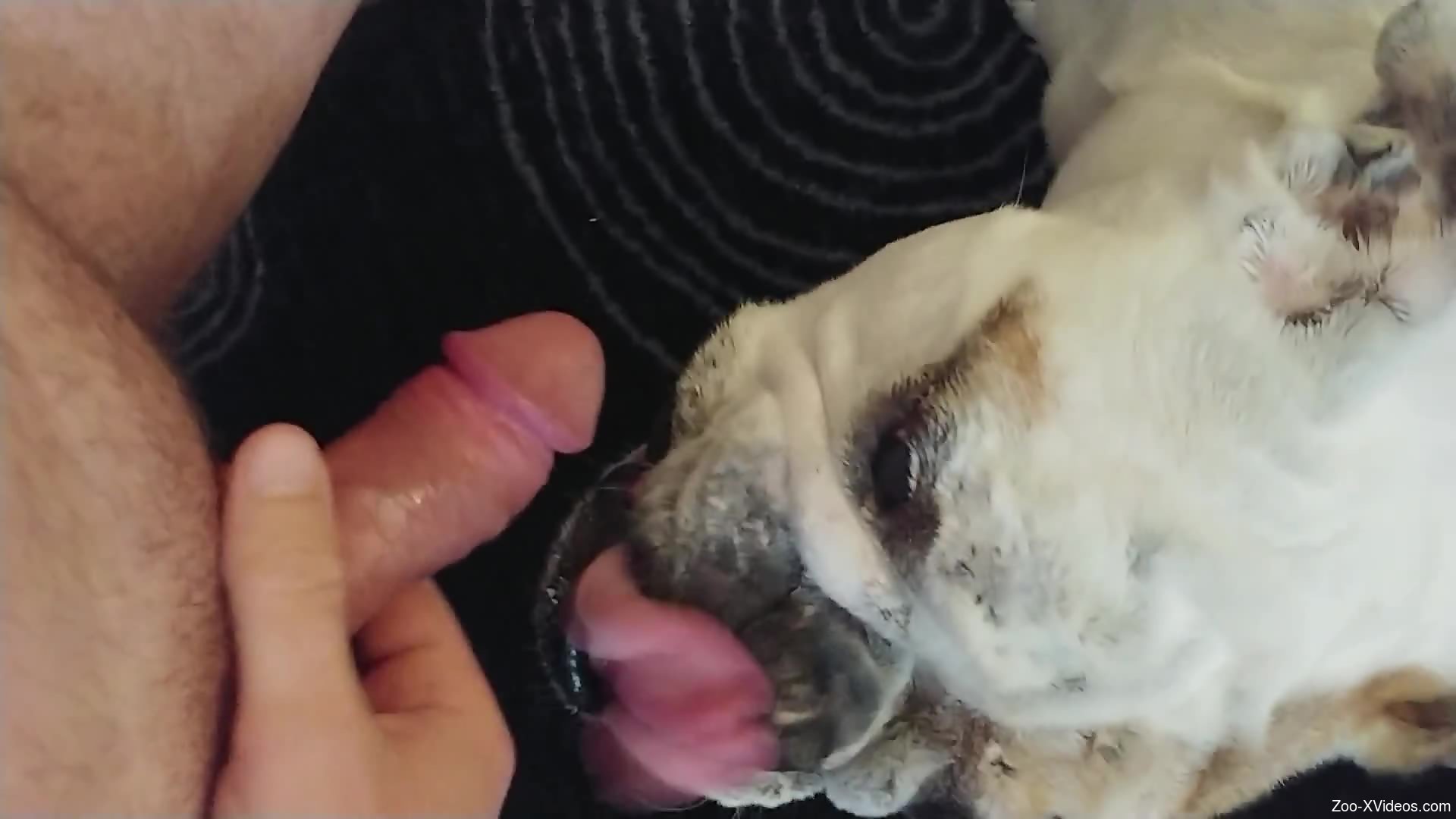 Dog Lick Cock