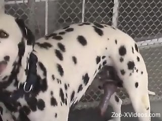Nude male leaves his horny Dalmatian dog hump his ass