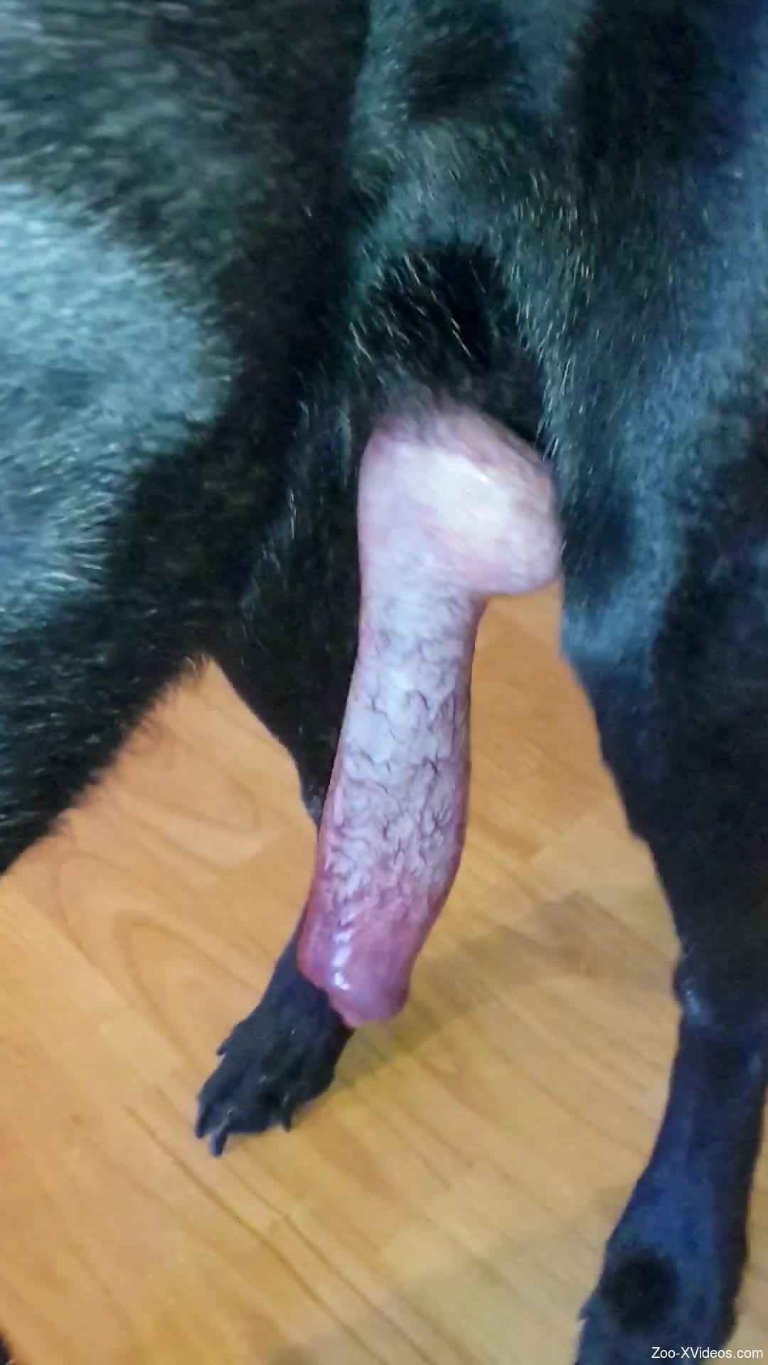Dog big cocks ❤️ Best adult photos at hentainudes.com