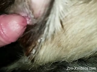 Horny dude puts his entire dick down the furry animal's wet cunt
