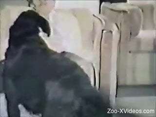 Black beast enjoying hot sex in a retro zoophile tape