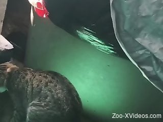 Cats fucking drives guy very horny and keen to try it