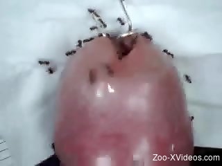 dude loves ants on his erect dick during cam jerk off