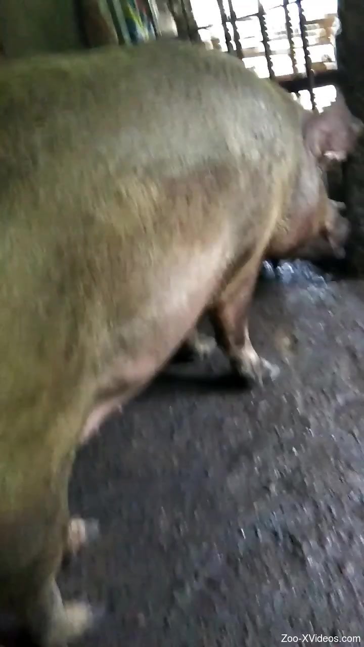 Pig fucks tight woman in the ass and pussy for restless rounds