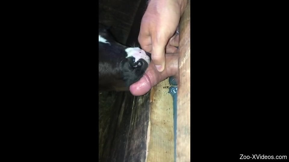 Dude fucking a cow's mouth because he's a creep