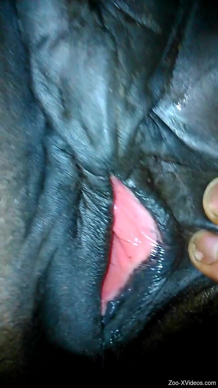 Pussy Horse Porn - Horse pussy getting destroyed by a really kinky fella
