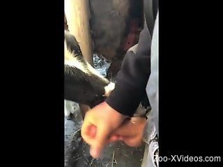 Man pulls out his dick and leaves veal lick it