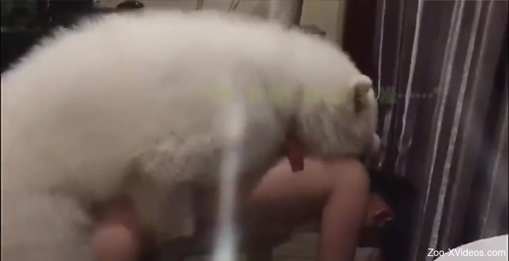 Porndoghard - White dog with a hard cock is fucking a true sub