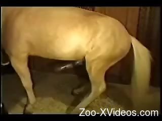 Horse Fuck Vidz - Spicy female bends ass for the horse to fuck her hard