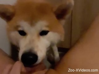 Akita dog pleases master by licking his erect dick
