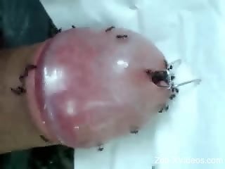 Dude's urethra is being infested by ants and shit