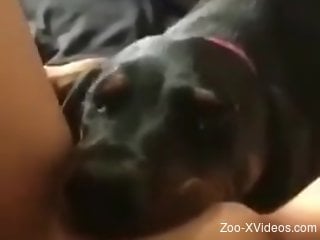 Hot animal munching on her perfect pussy in POV